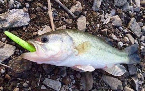 公认钓海鲈最佳水层