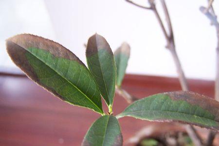 夏天桂花干叶子怎么办