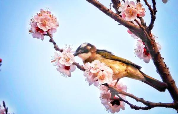 车内鸟语花香什么意思