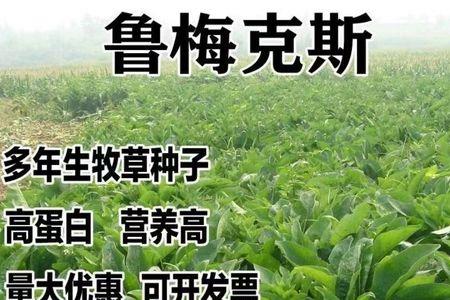 鲁梅克斯是什么猪