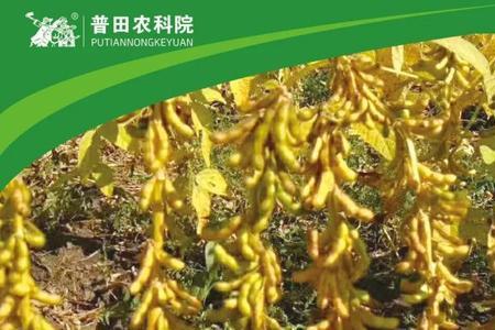 荷豆12号大豆种子怎样