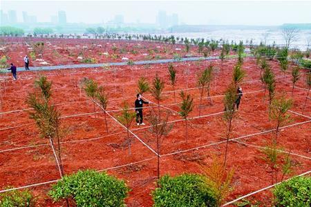 尾矿库绿化用什么植物最佳