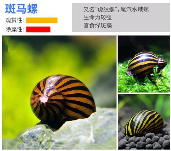 草金鱼会吃苹果螺吗