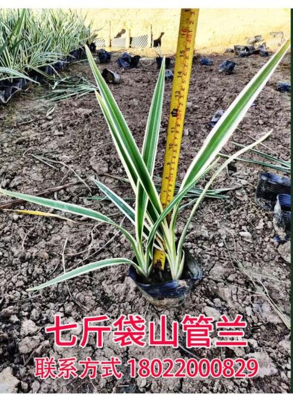 竹子做兰花植料