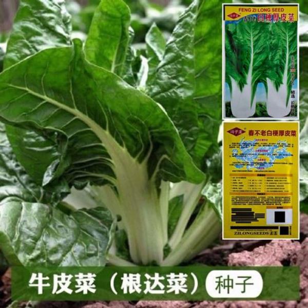 四川牛皮菜叫什么