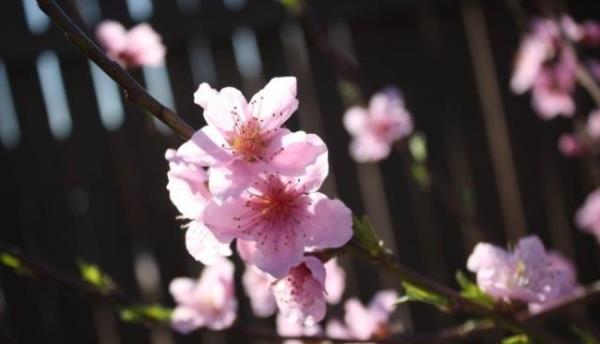 桃花何苦红如此全诗