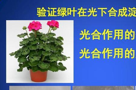 什么条件下植物不进行光合作用