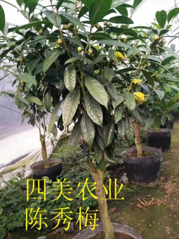 什么时候嫁接金花茶为好