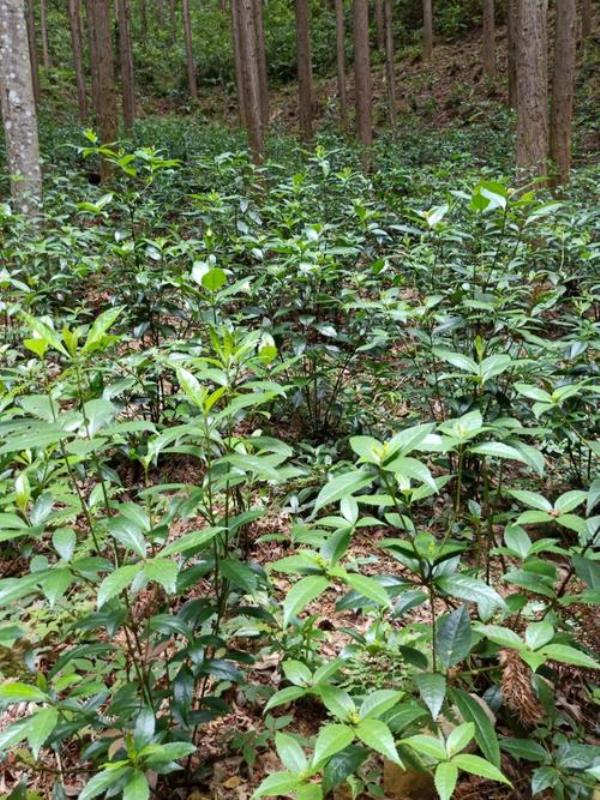 适合山东林下种植十大紧缺药材