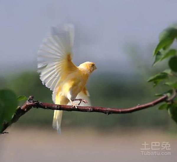 芙蓉鸟怎么辨认公母