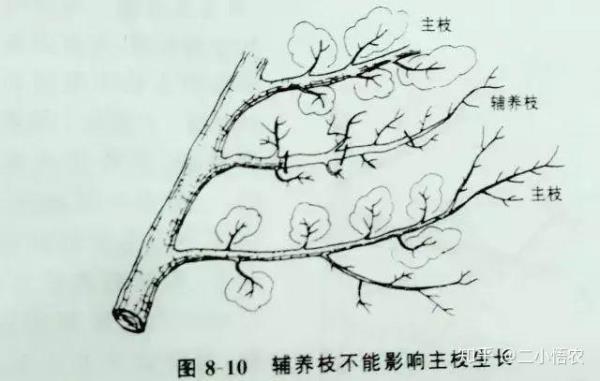 一年生梨树春梢修剪技巧