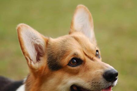 柯基犬和史宾格犬哪个更聪明