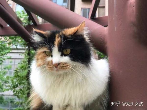 山花猫有些什么特征