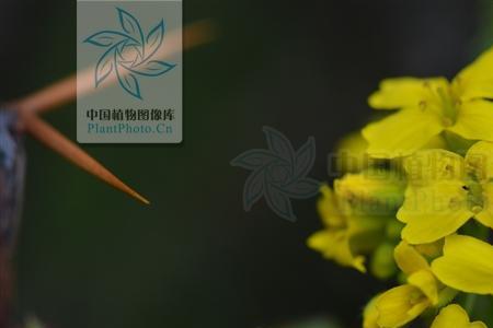 十字花科植物是什么果