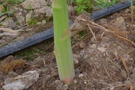 芦笋可以分根种植