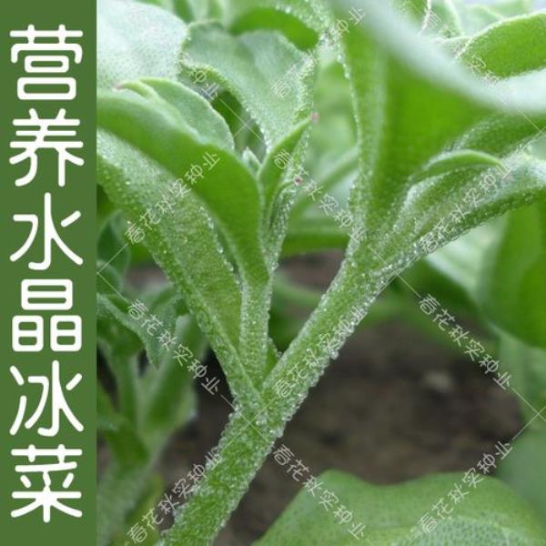 冰菜浙江几月种植