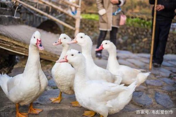 夏天合同鸭的体重表