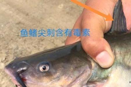 没有刺的10种鱼