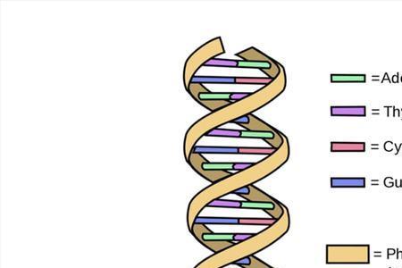 DNA为什么可以储存大量的遗传信息