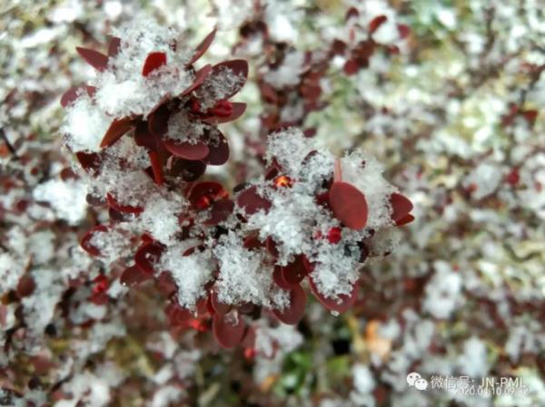 四月雪花有毒吗