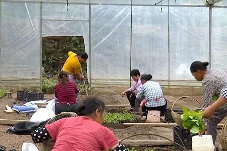 11月份移栽青菜可以吗