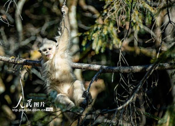 人类抓金丝猴为了什么