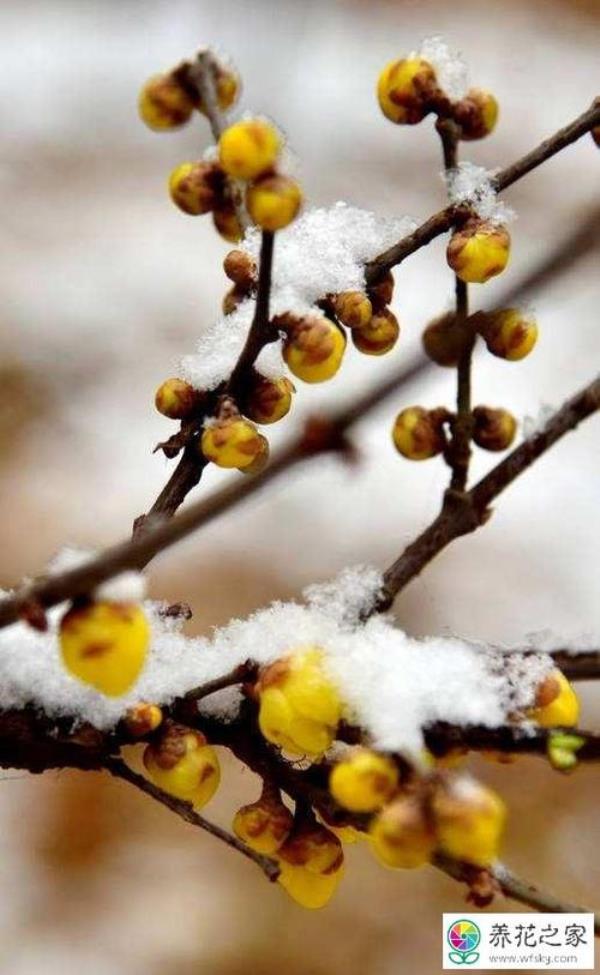 12月的腊梅花是冬天的什么