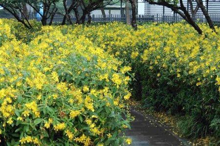 金丝桃流蜜时间