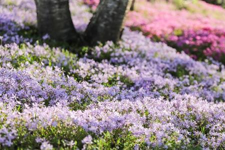 芝樱开花温度