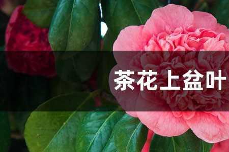 茶花枝干长白毛什么原因