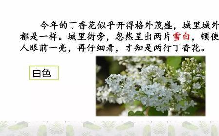 丁香结写出了作者怎样的回忆