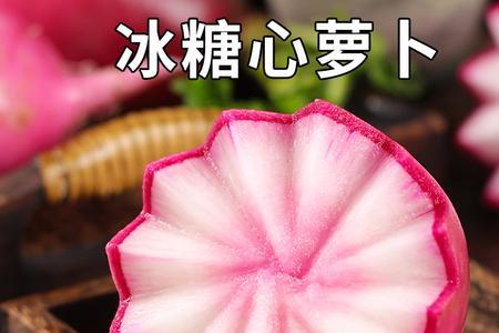 冰糖水果萝卜适合南方种植吗