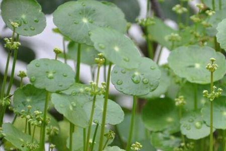 雷公根哪个季节可以种