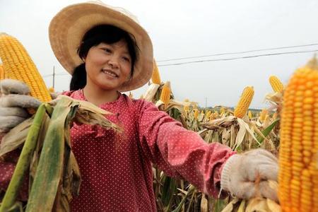 广饶种植玉米补贴按什么发放