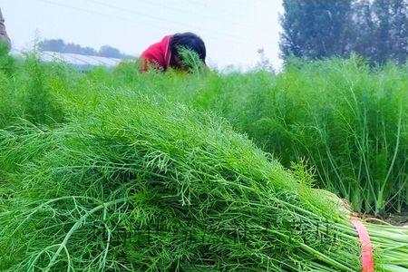 大茴香的种植方法