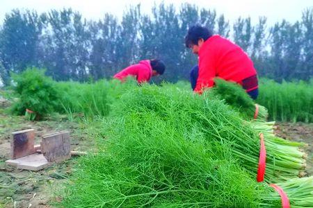 大茴香种植前景