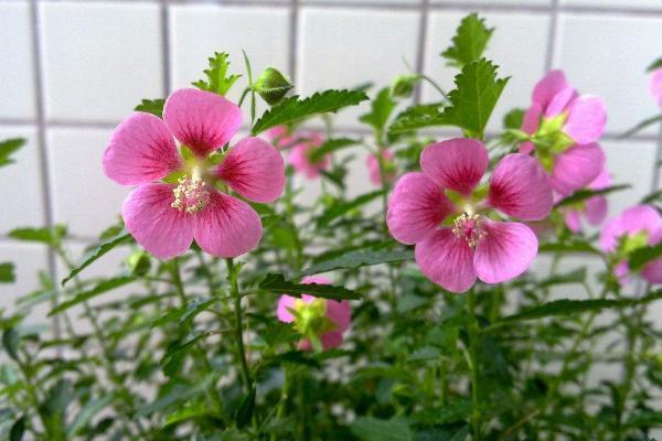 木槿花放卧室里养好吗