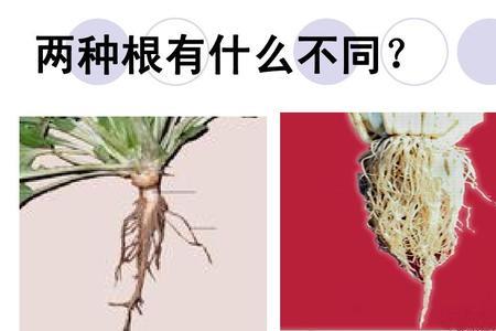 植物的根茎像什么