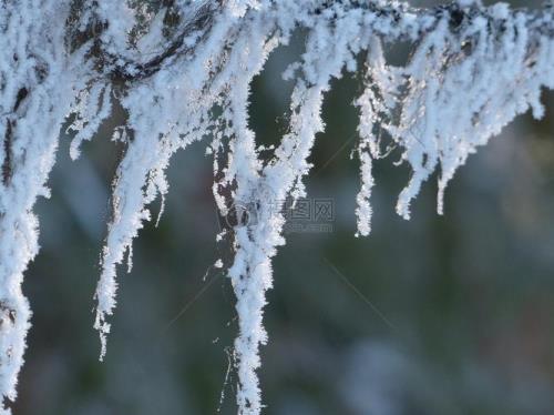 树为什么会给雪压断