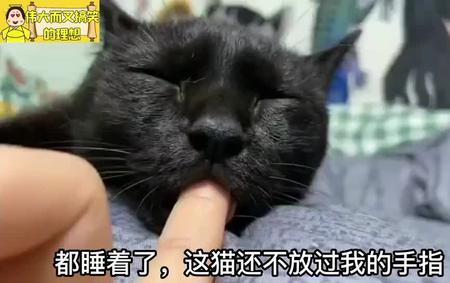 猫舔人脸是什么意思