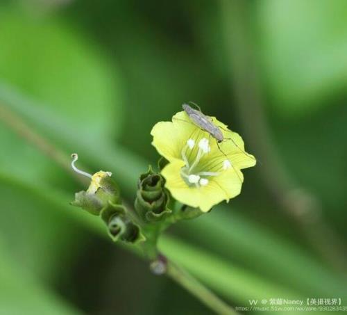 苦萌菜学名