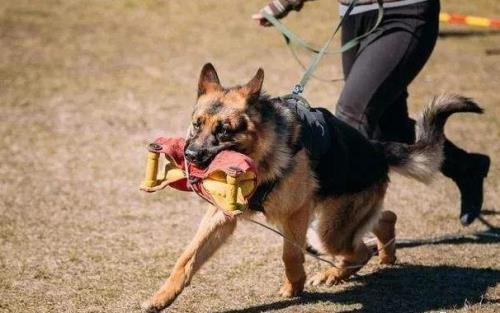 警犬可以自己养吗