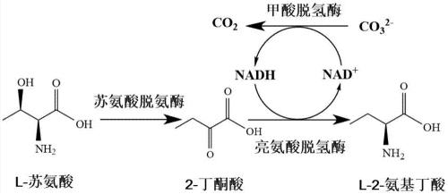 氨基丁酸的正确使用方法