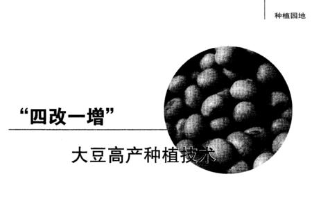 洛豆1号最高产量