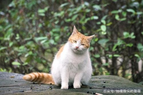 猫怎么叫