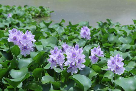 水葫芦喜欢晒太阳么