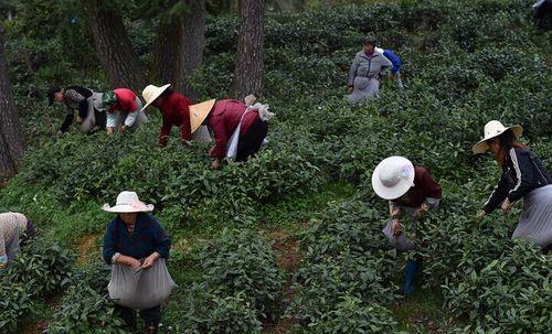 黄秋菊可以养在家里吗