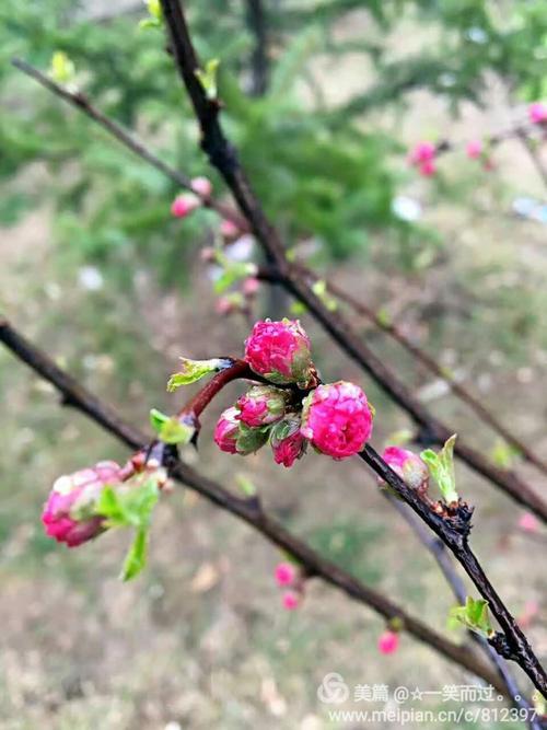 春雨细细的下就像什么