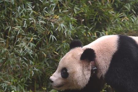 China Canada panda哪个读音不同