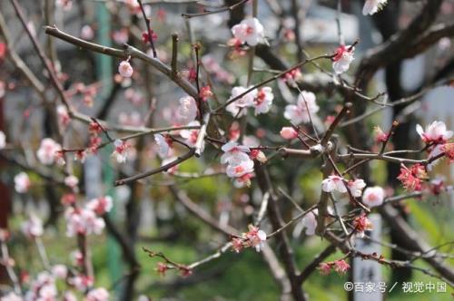 十大顶级梅花树